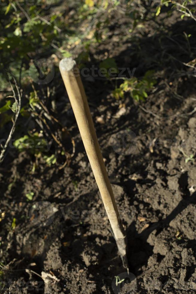 Schaufel steckt im Boden fest. Gartenwerkzeug. Schaufelstange aus Holz. foto