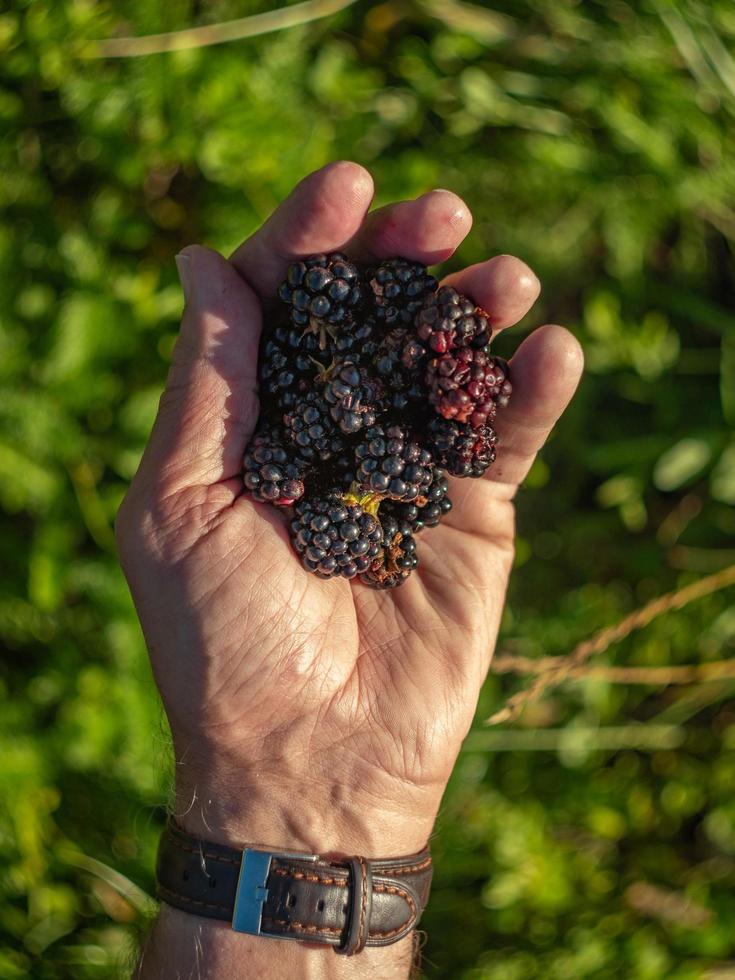 Brombeeren in der Hand foto