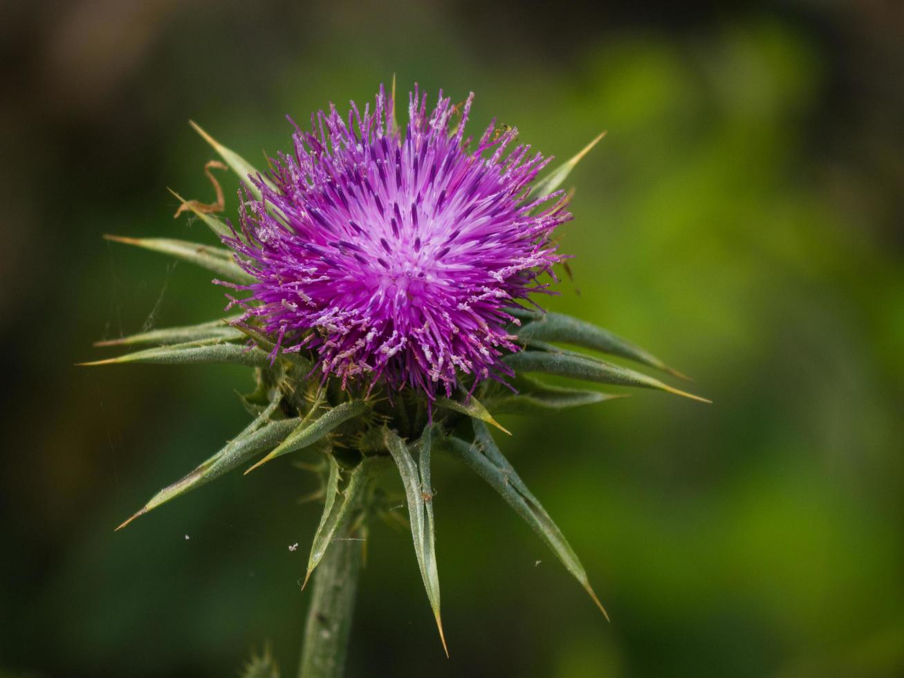 eine rosa Distel foto