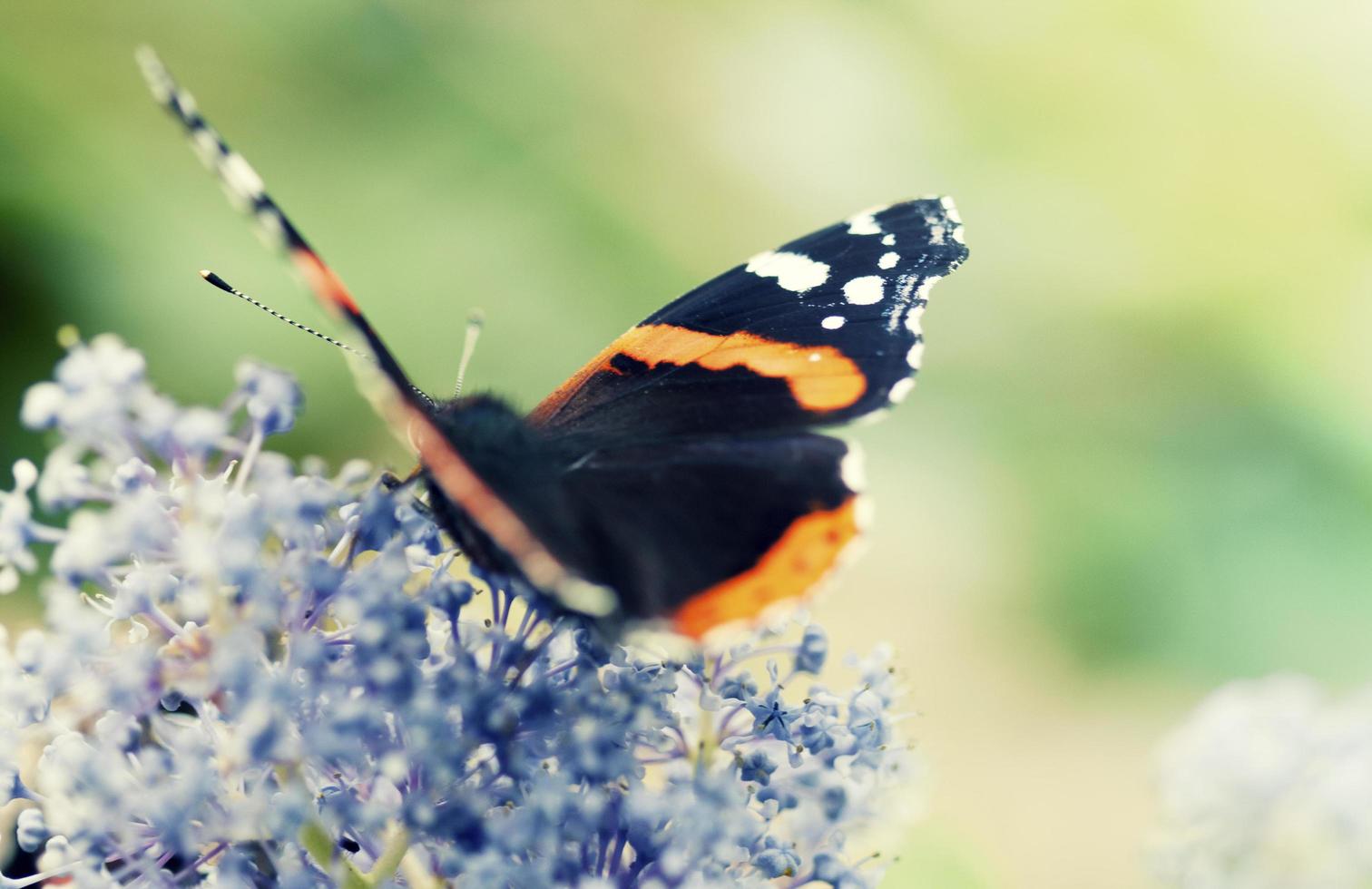 ein bunter Schmetterling auf einer Blume foto