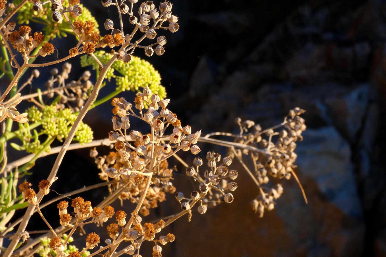 mediterrane Vegetation während der Sommersaison in der Region Katalonien foto