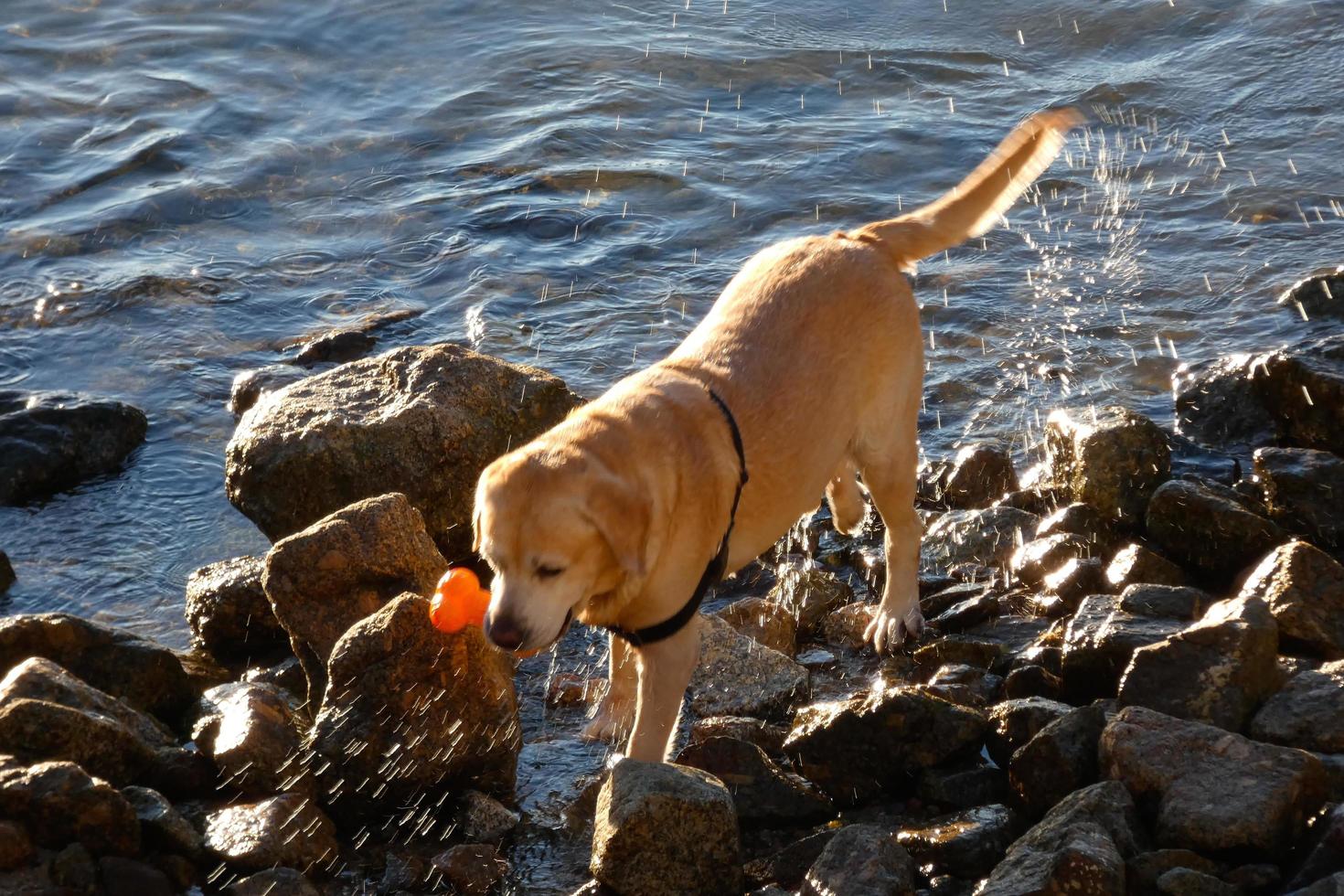 Hund spielt und badet in den frühen Morgenstunden im Meer. foto