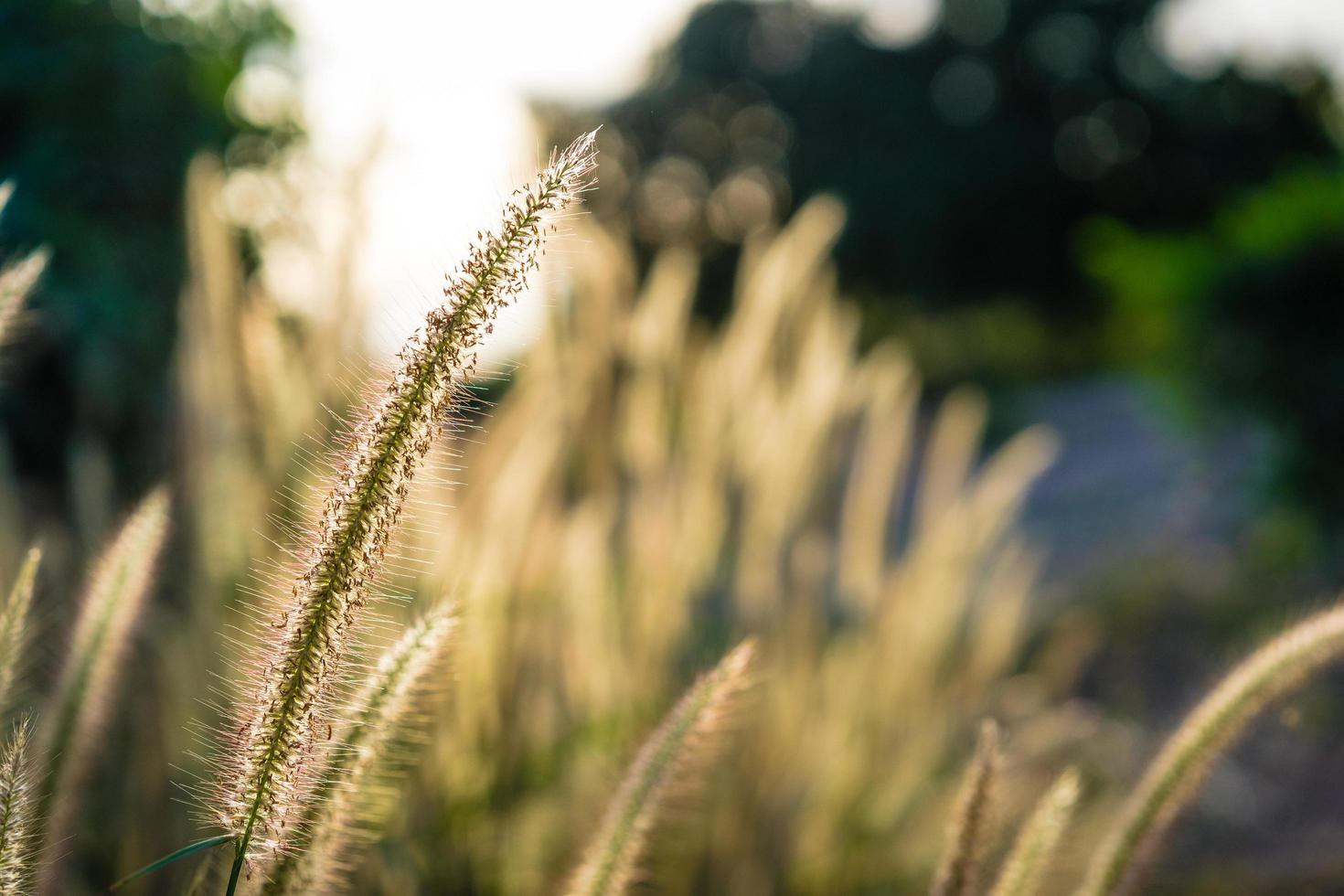 schöne afrikanische Brunnenblume blüht foto