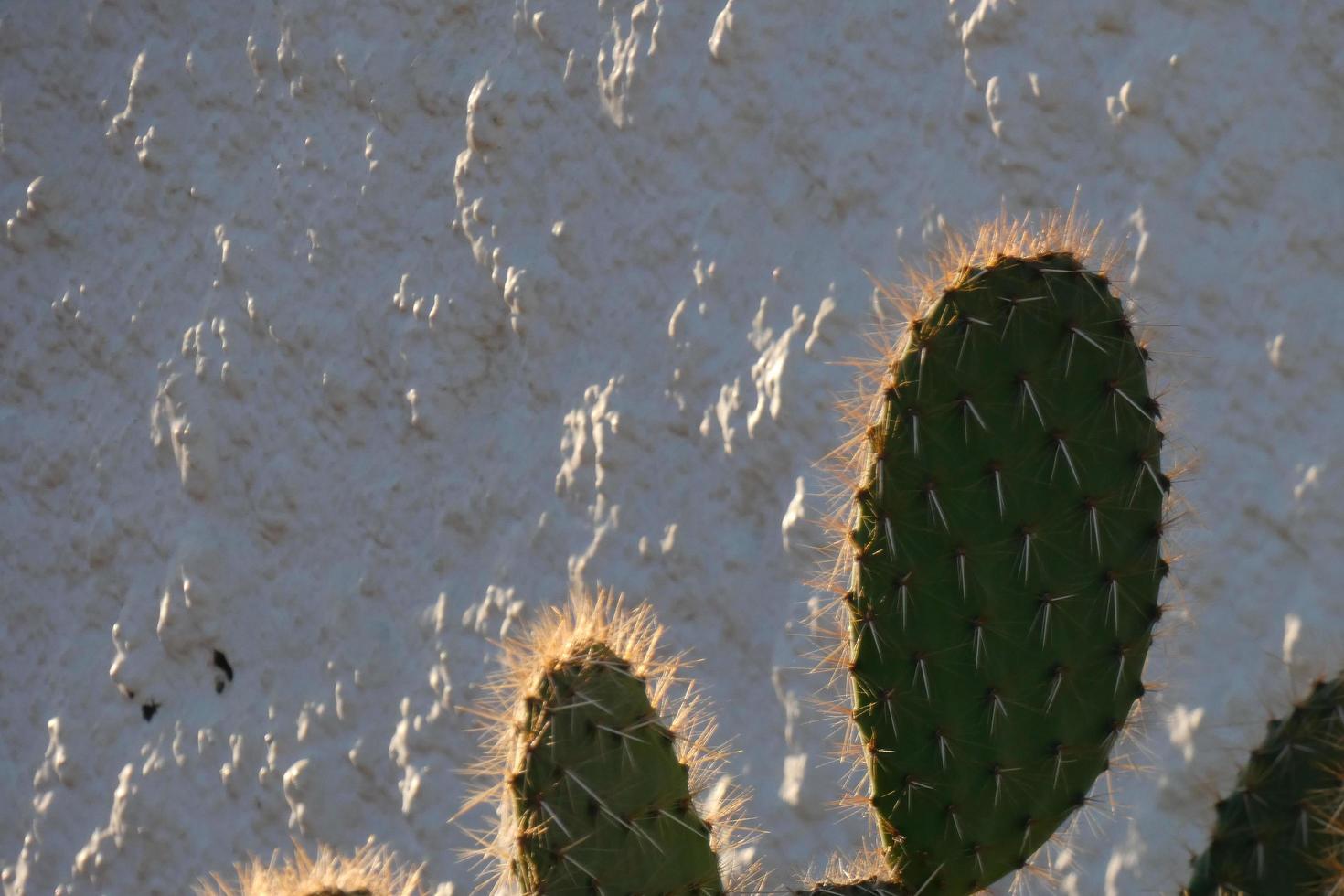 hinterleuchteter Kaktus, typisch für warme Gegenden mit wenig Wasser foto