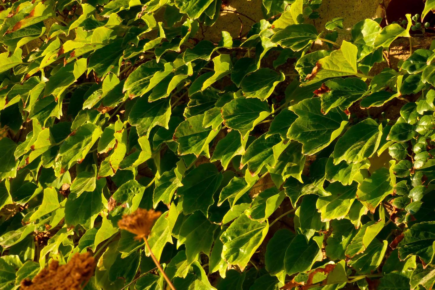 mediterrane Vegetation während der Sommersaison in der Region Katalonien foto