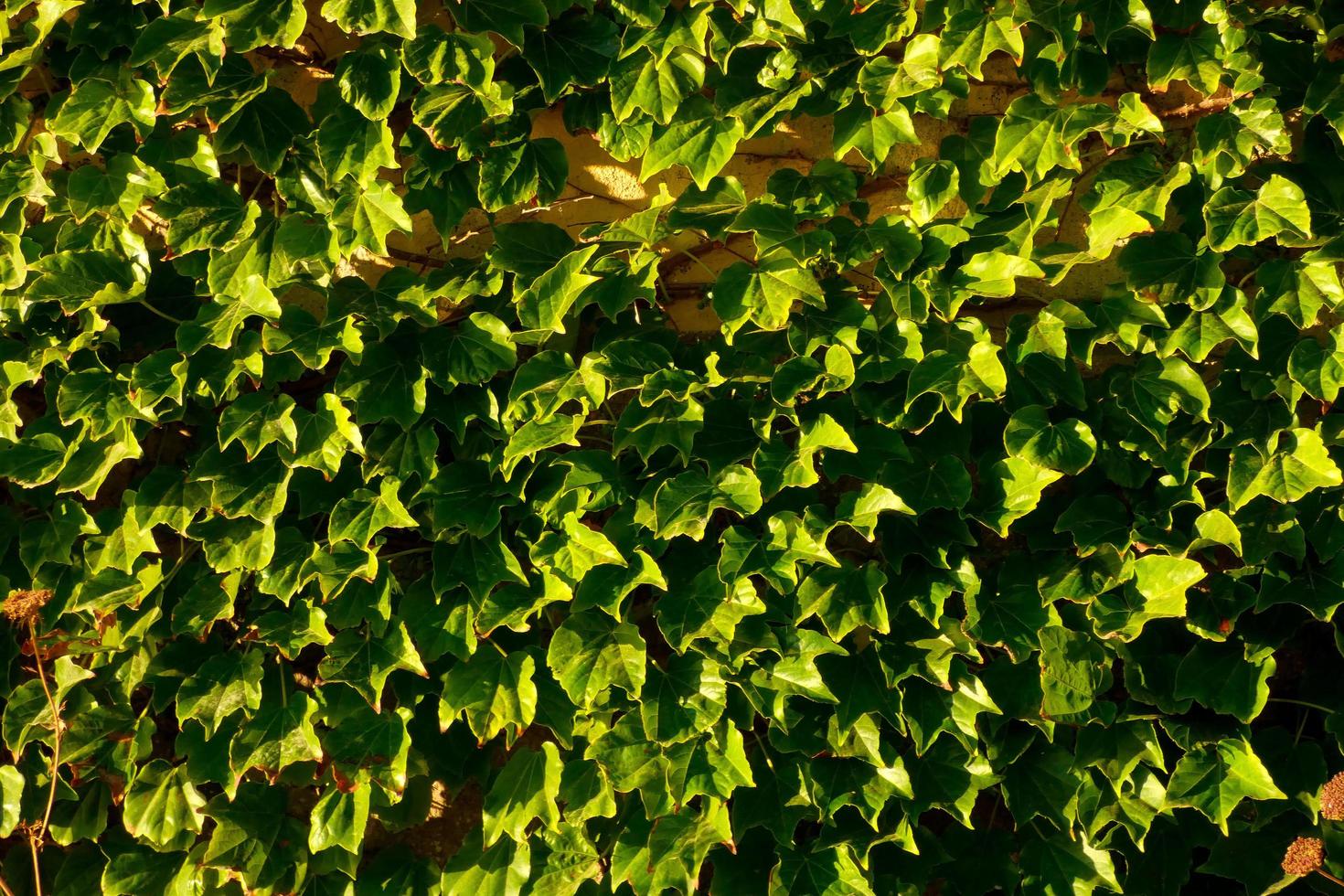 mediterrane Vegetation während der Sommersaison in der Region Katalonien foto