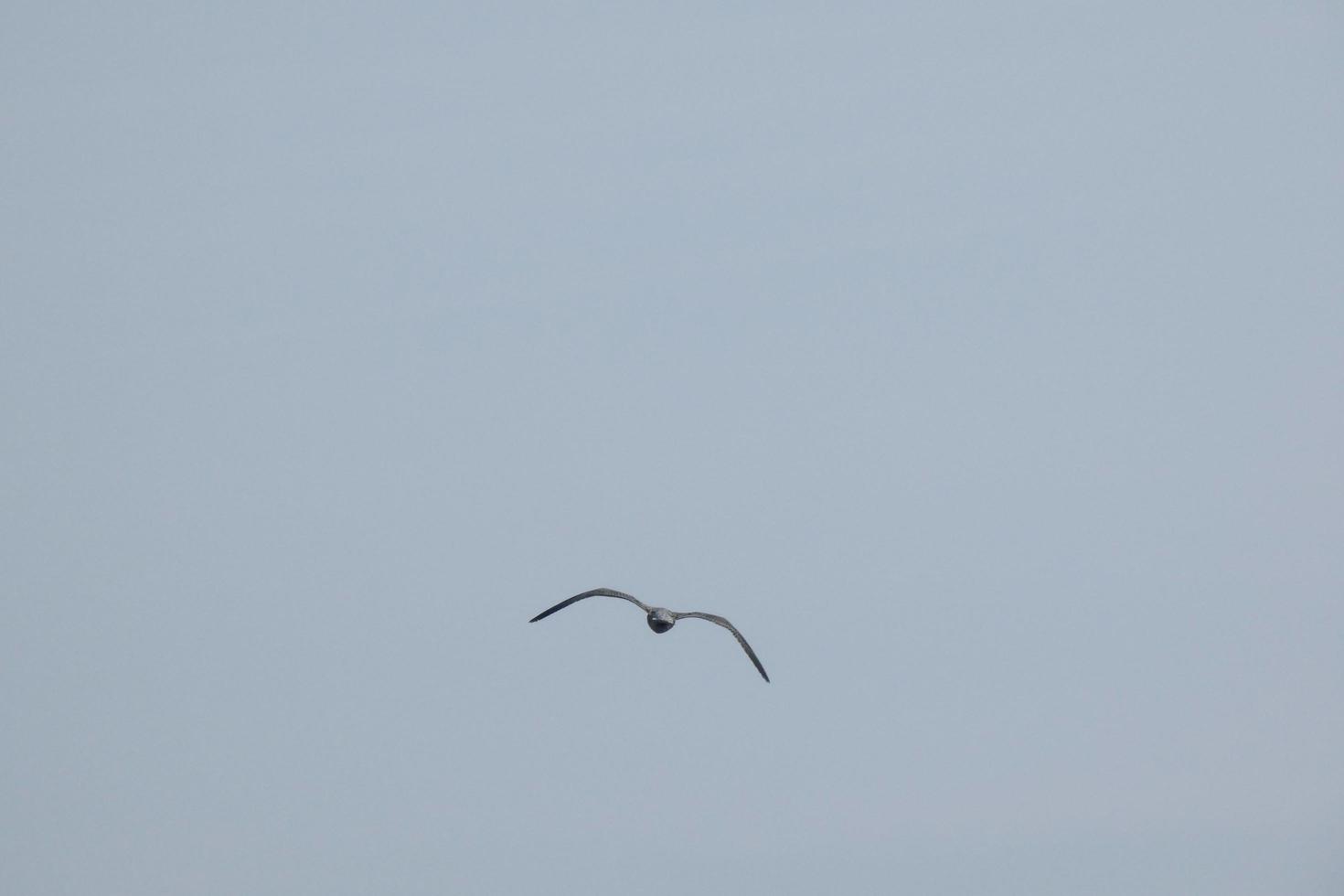 Möwe fliegt über das Mittelmeer foto