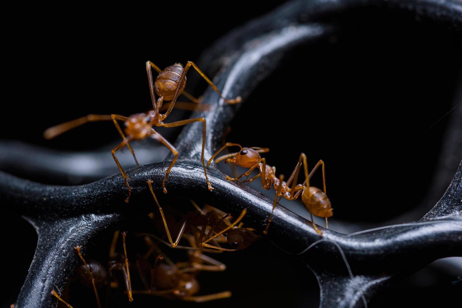 rote Ameisen oder Oecophylla smaragdina foto