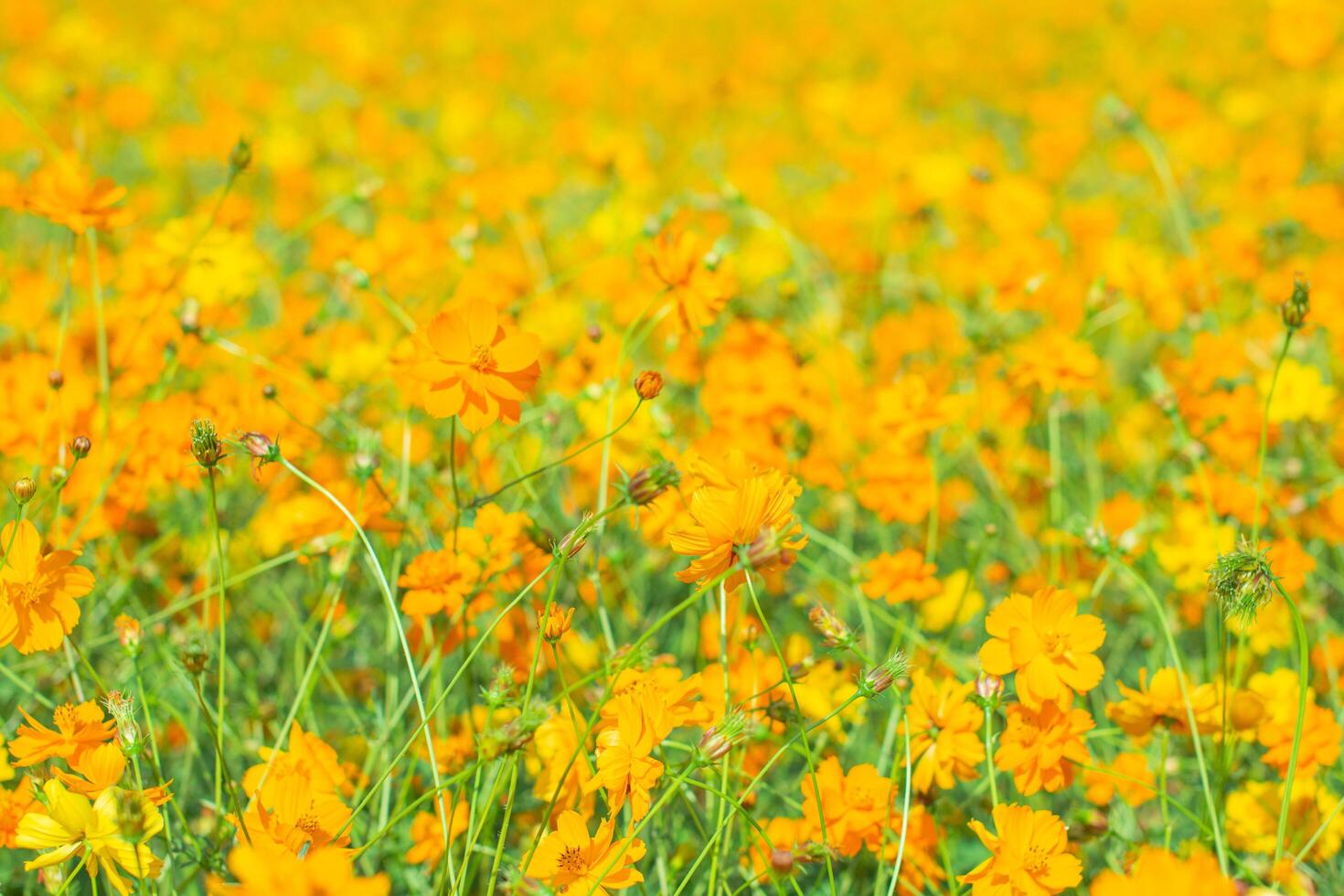 orange-gelber Blumenfeldhintergrund foto