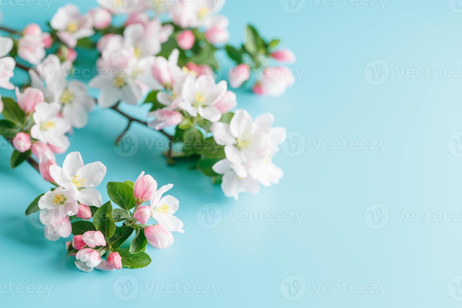 Blühende Frühlings-Sakura auf blauem Hintergrund mit Platz für eine Grußbotschaft. das konzept von frühling und muttertag. schöne zarte rosa kirschblüten im frühling foto