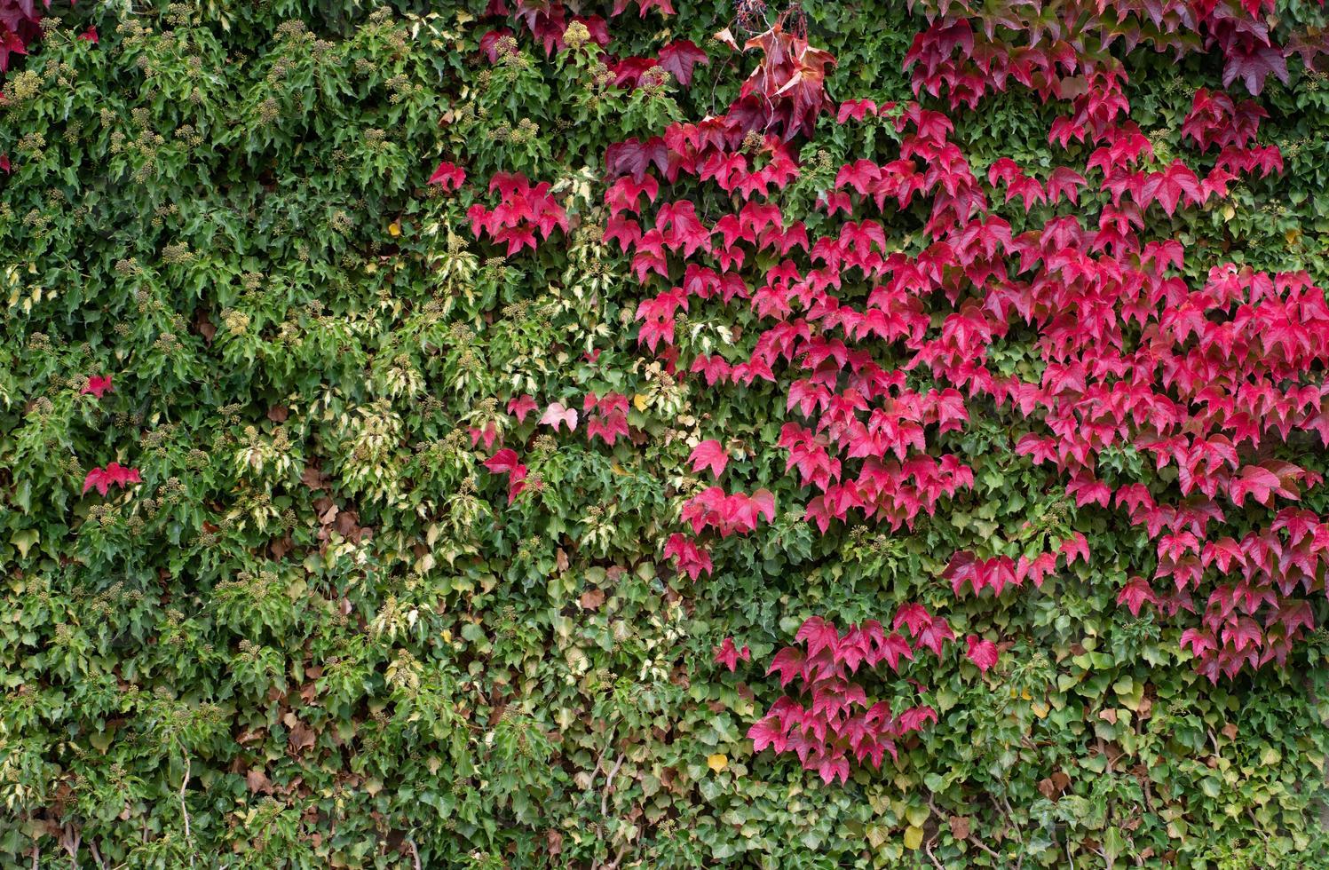 Hintergrund und Textur einer mit Efeu und wildem Wein bedeckten Wand. der Efeu ist grün. die Blätter des wilden Weins leuchten rot und bilden einen Kontrast. foto