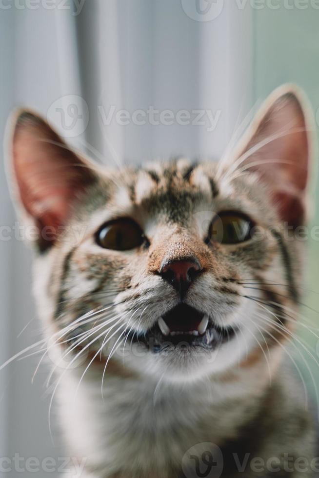 Tabby-Katze mit offenem Mund schaut in die Kamera. foto