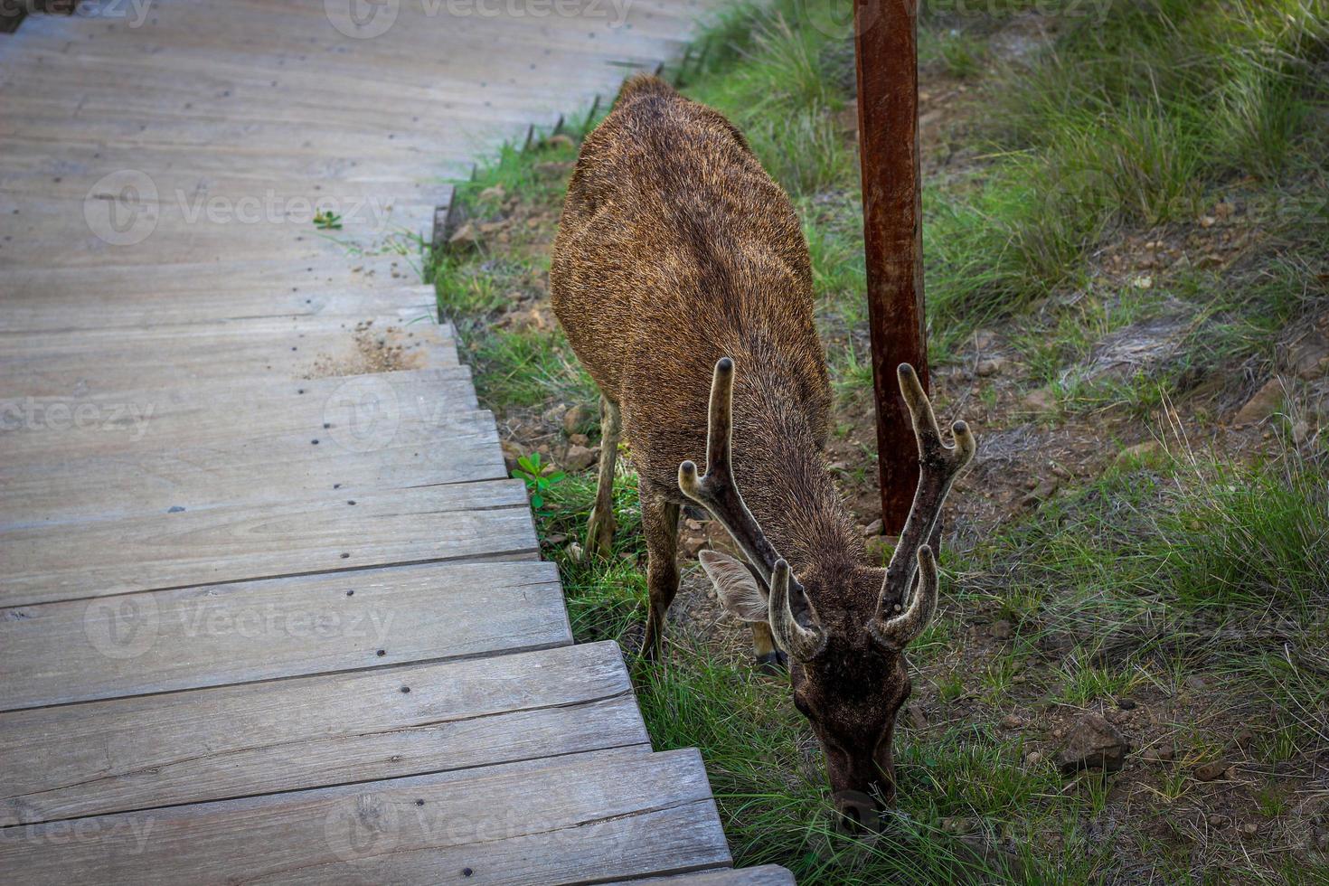 Rehe im Wald. ein junger elch mit wachsendem horn sucht nach nahrung und streift durch den dschungel. foto