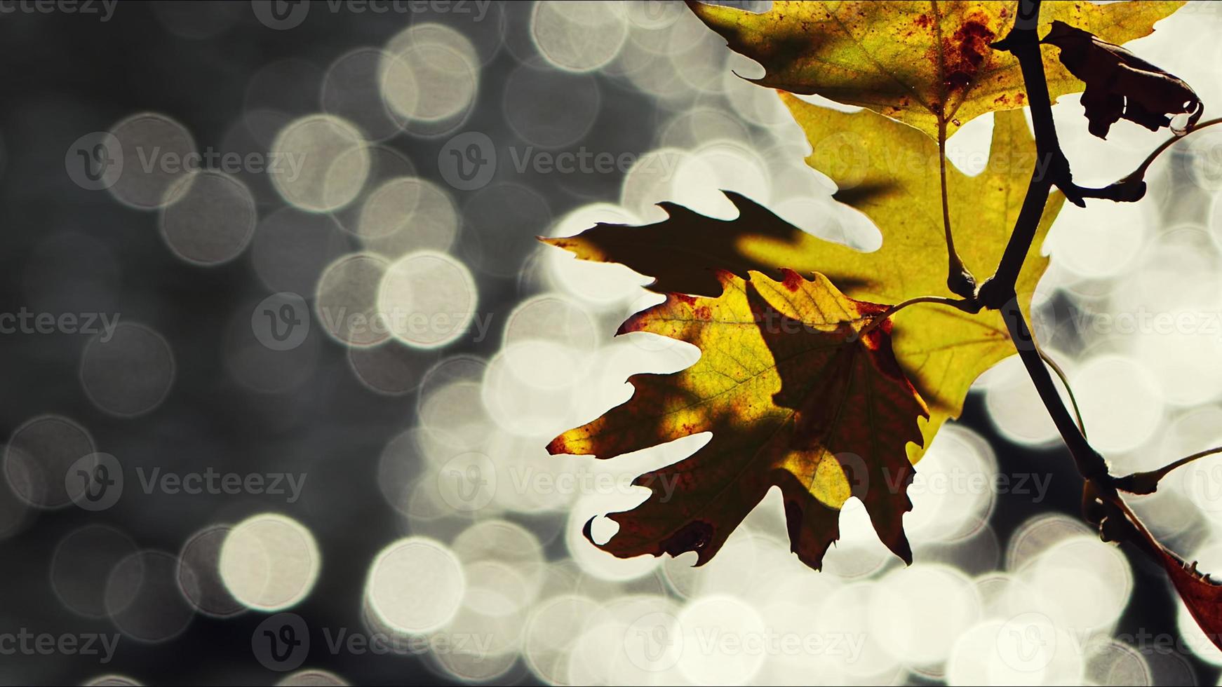 schöne natürliche herbstsaison romantische braune trockene blätter foto