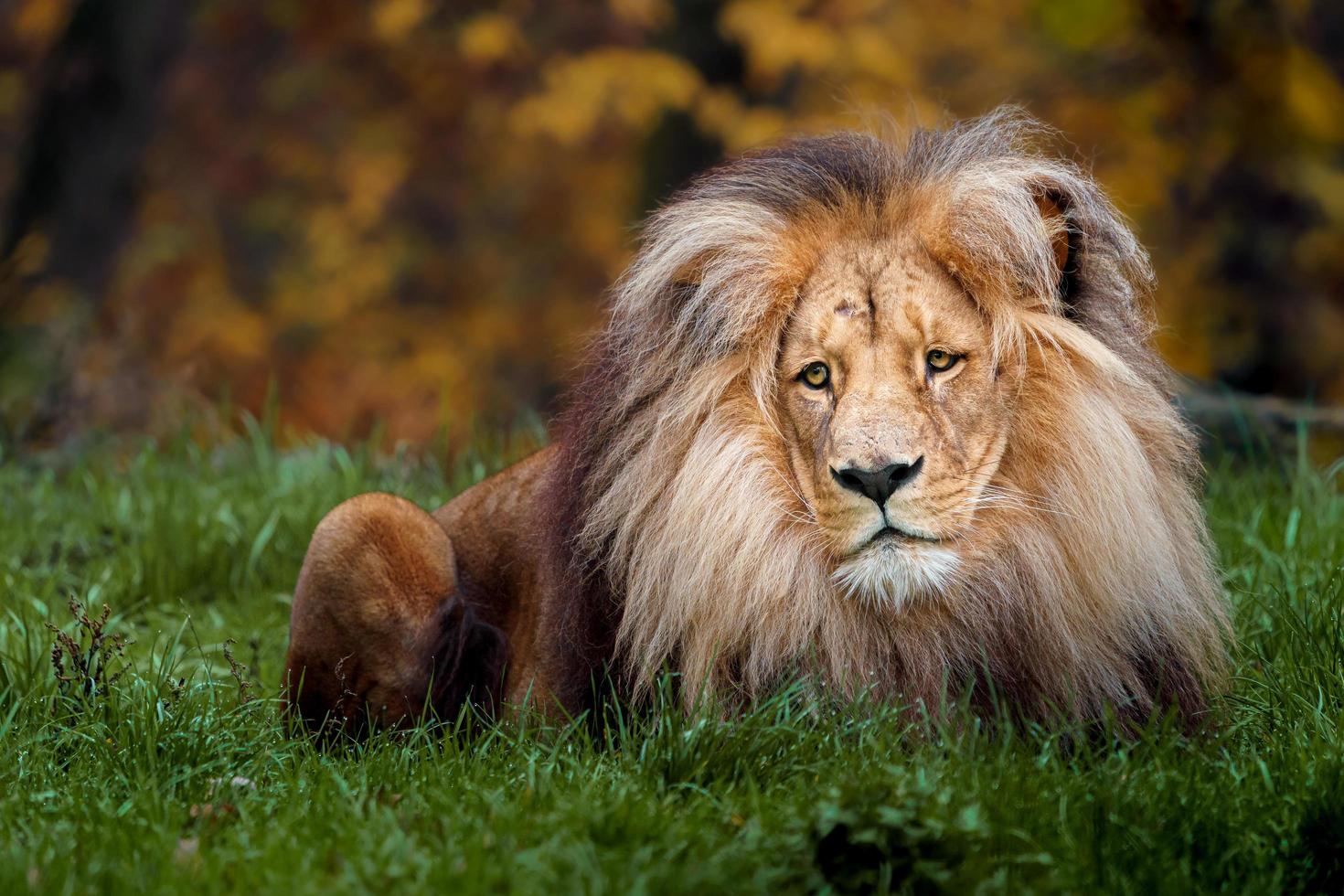 Porträt des Löwen foto