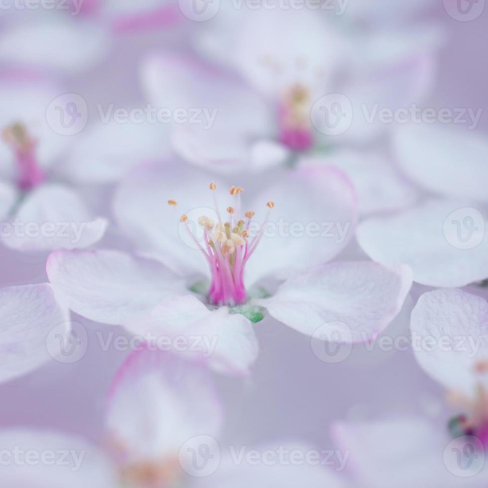 weiße Blumen, die im Wasser schwimmen foto