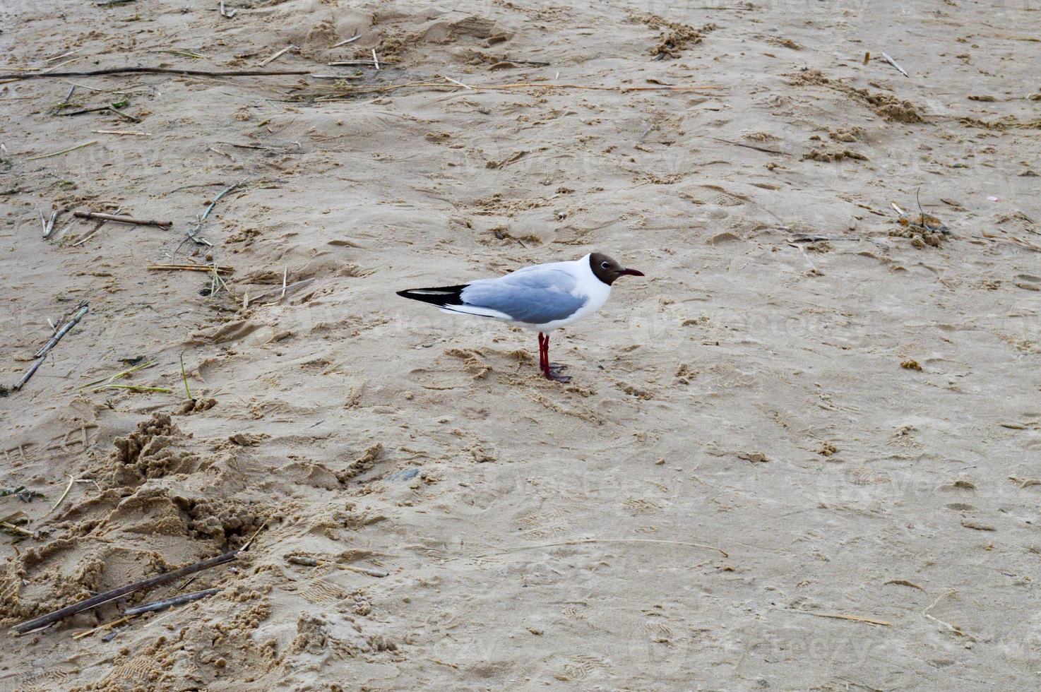 Möwe Ente Vogel auf dem See am Strand am Strand mit gelbem Sand foto