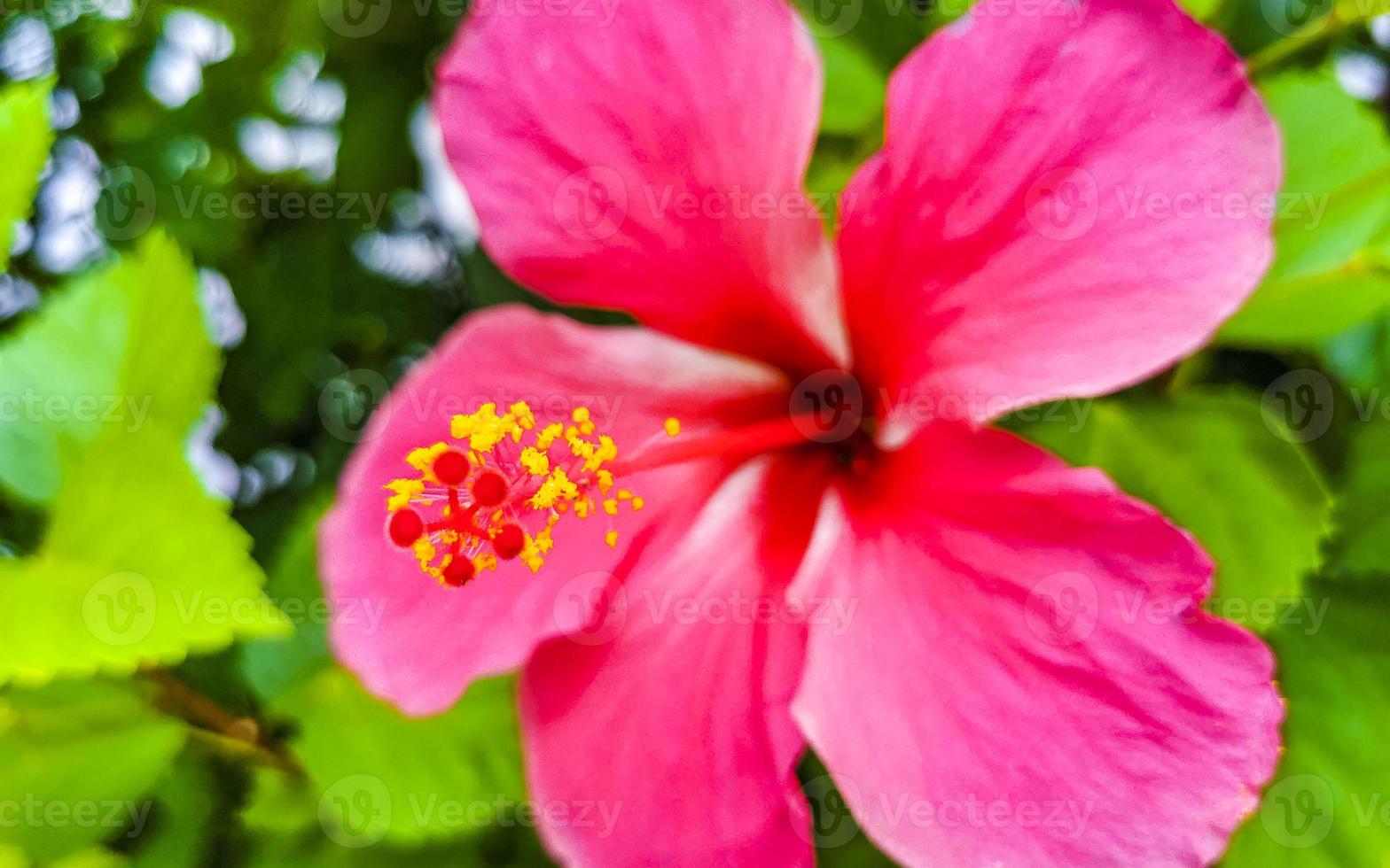 rote schöne hibiskusblütenstrauchbaumpflanze in mexiko. foto