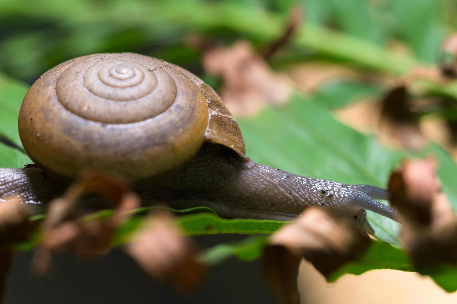 Schnecke auf einem Baum foto