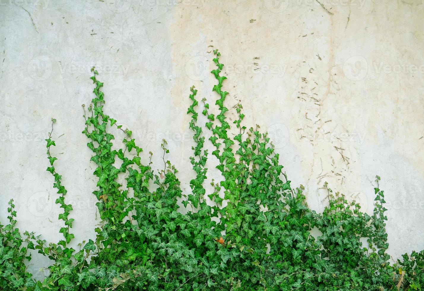 grüne Efeublätter kräuseln die grau verputzte Wand. strukturierter hintergrund der blätter. grüne pflanzenwandtextur für hintergrunddesign und ökowand und gestanzt für kunstwerke. Alte Putzwand mit Rissen. foto