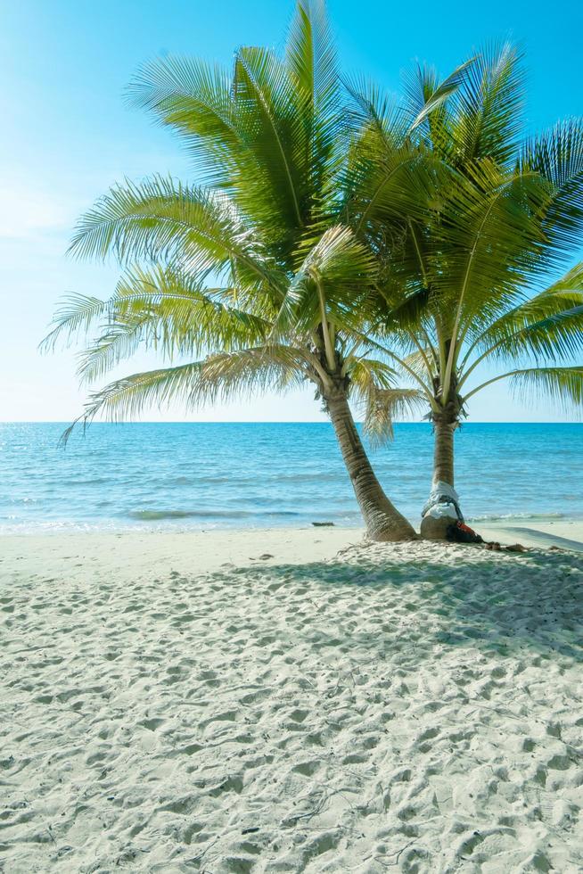 Palme am tropischen Strand, mit wunderschönem Meerblick auf Naturhintergrund des blauen Himmels foto