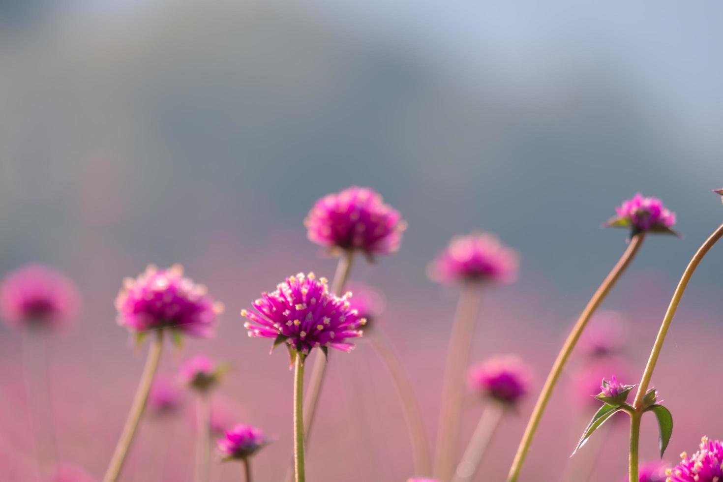 rosa amaranth-blumenblüte auf dem feld, schönes wachsen und blumen auf der wiese, die morgens blüht. weiches pastell auf natur-bokeh-hintergrund foto