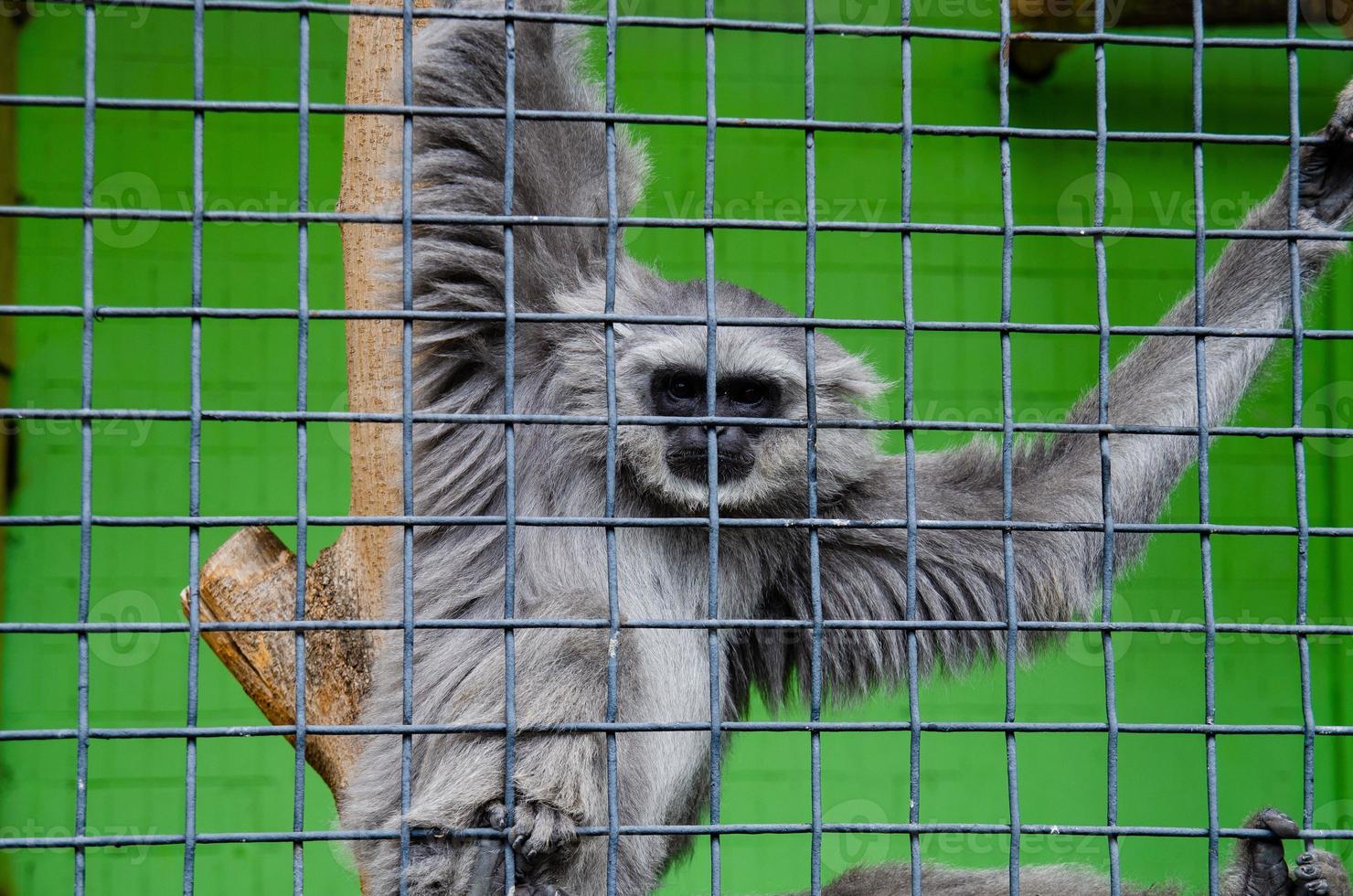 eine Nahaufnahme eines Affen in einem Käfig in einem Zoo foto