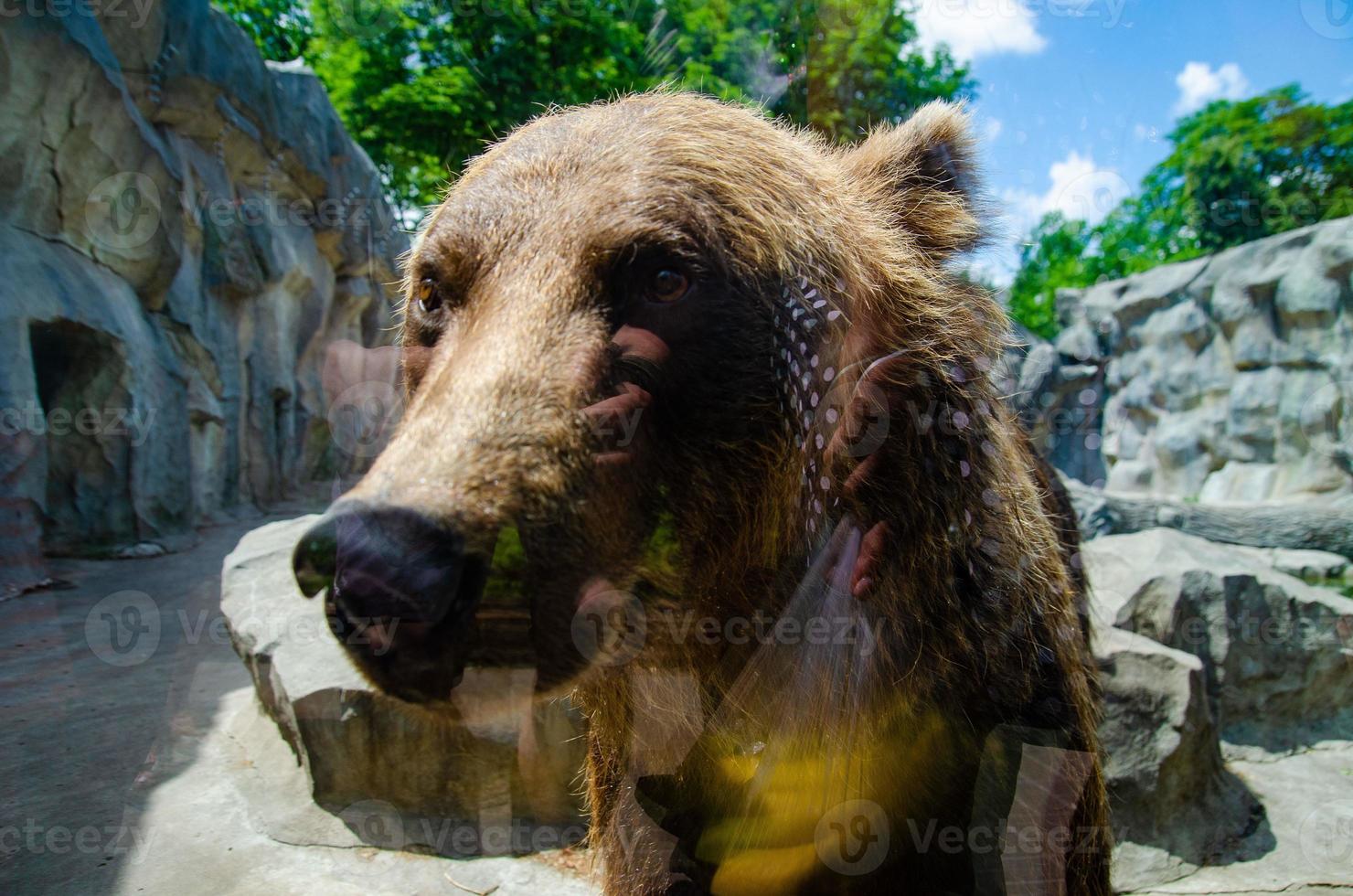 Tierrechte. freundlicher braunbär, der im zoo spaziert. niedlicher großer bär steiniger landschaftsnaturhintergrund. tierisches wildes leben. Erwachsener Braunbär in natürlicher Umgebung. foto