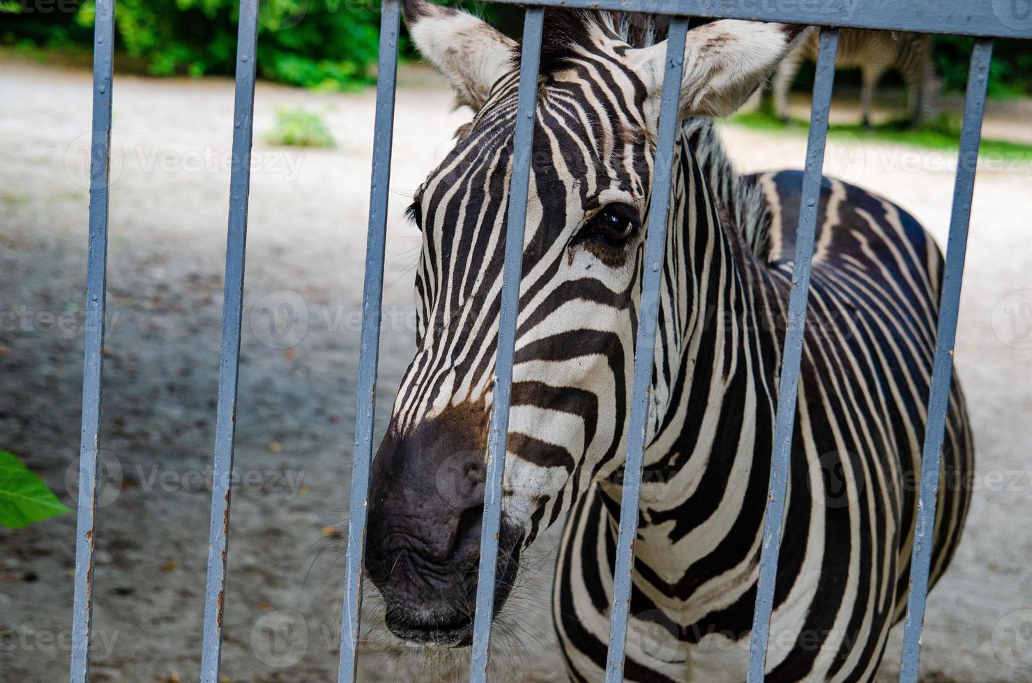wildes Zebra im Käfig, Tiere in Gefangenschaft, Missbrauch foto