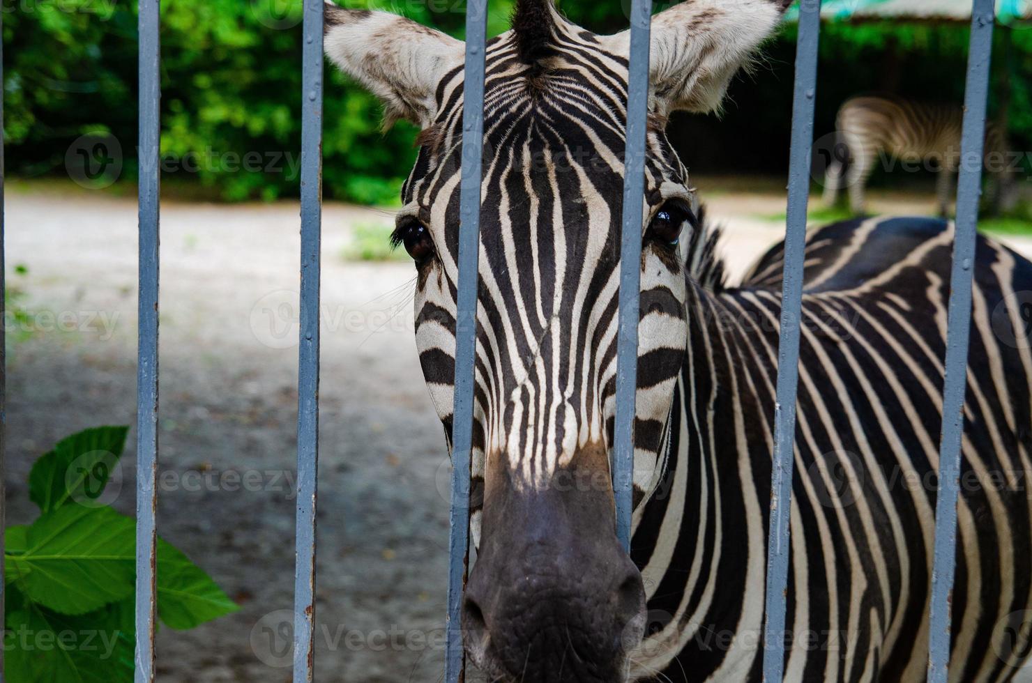 wildes Zebra im Käfig, Tiere in Gefangenschaft, Missbrauch foto