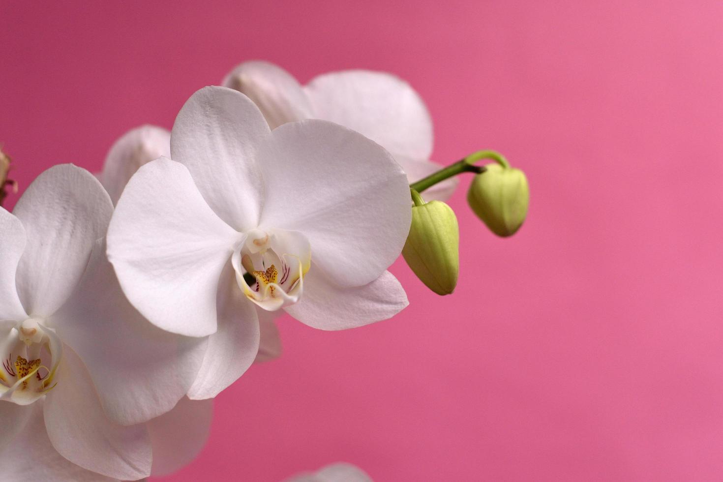 Nahaufnahme der weißen Orchidee foto
