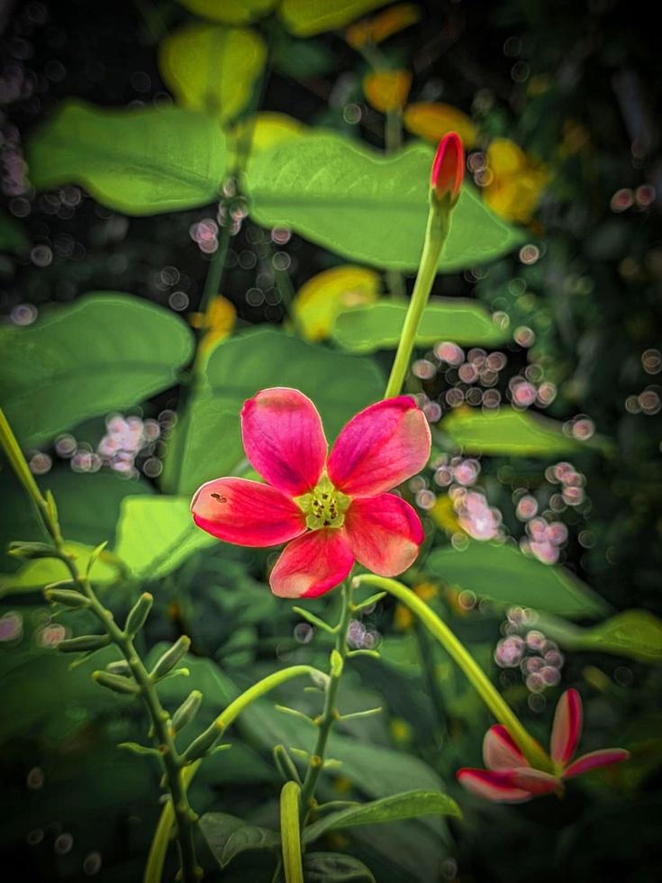 grüne natürliche Blumen Hintergrundbilder herunterladen foto