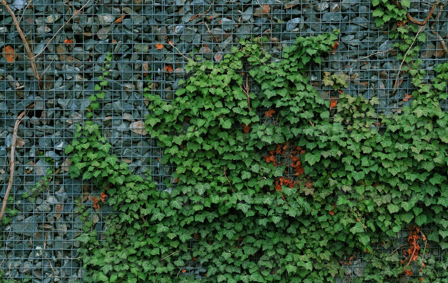 Gabionen-Stützmauer - graue Steine in Gabionen-Metallkörben, gehalten von Stützmauer-Drahtgeflecht, das mit grünen Efeublättern bewachsen ist. Hintergrunddesign und Öko-Wand und gestanzt für Kunstwerke. viele Blätter. foto