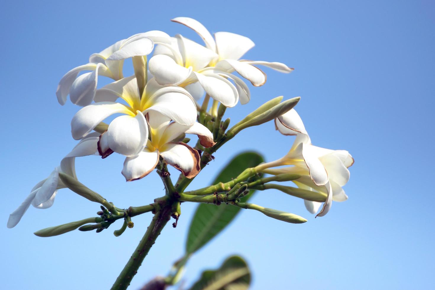 weiße Plumeria-Blume foto