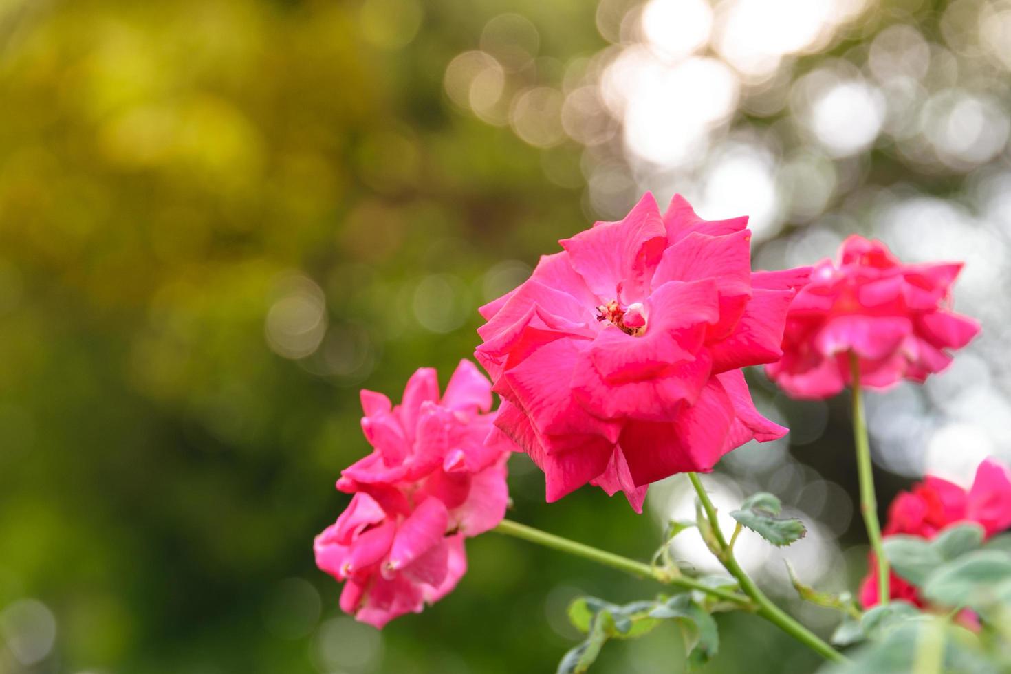 rote Rosen in einem sonnigen Garten foto