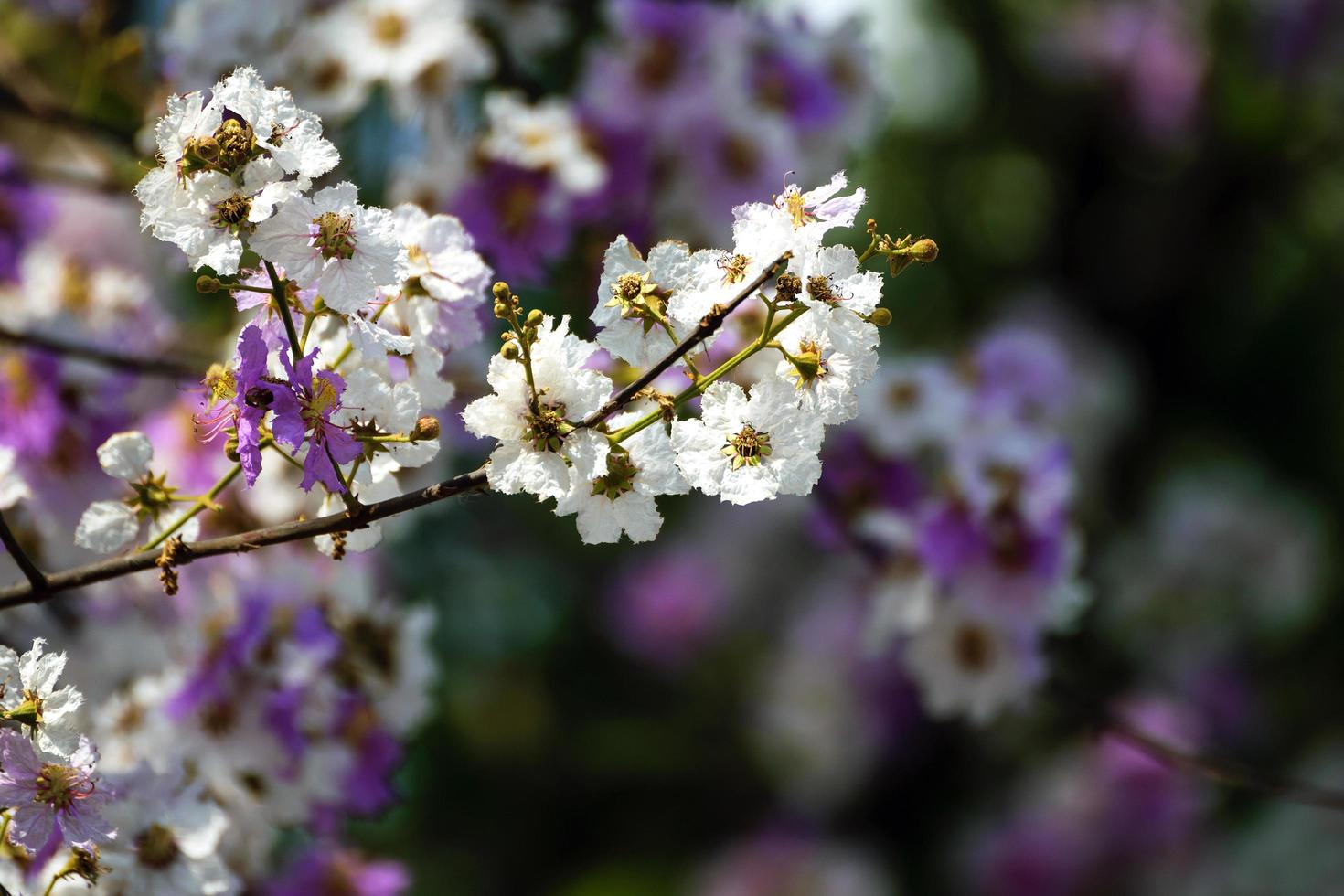 Blüten des Pfirsichbaums im Frühjahr foto