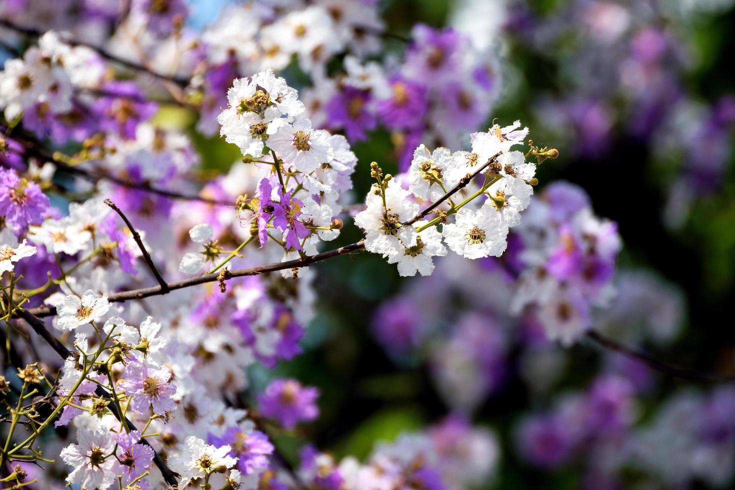 Blüten des Pfirsichbaums im Frühjahr foto