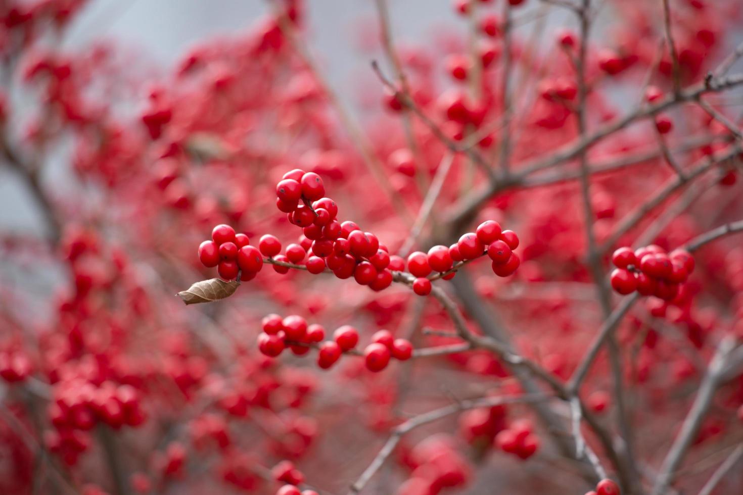 rote Beeren wachsen auf Zweig foto