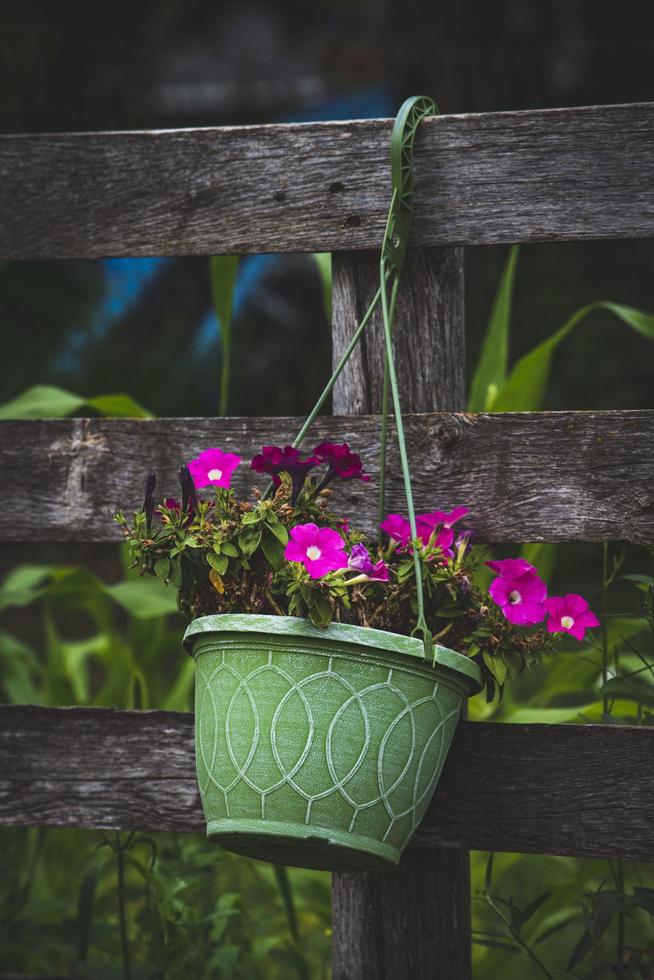 rosa Blumen im hängenden Korb foto