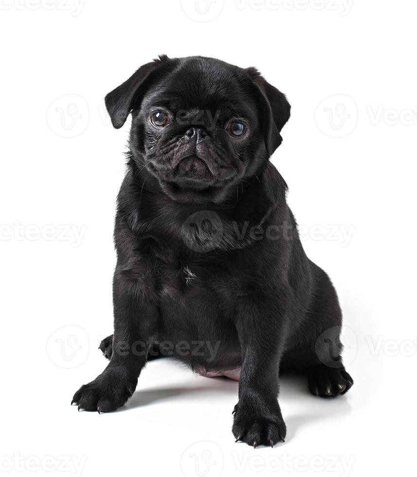 junger schwarzer Hundemops, der auf weißem Hintergrund aufwirft foto