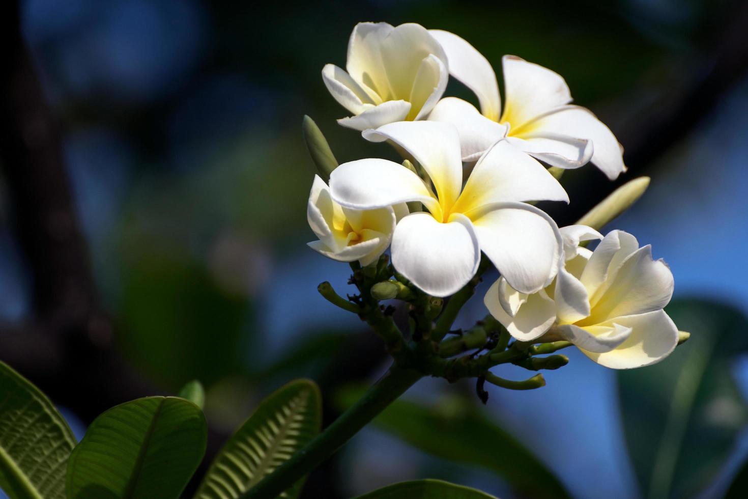 weiße Plumeria-Blume foto