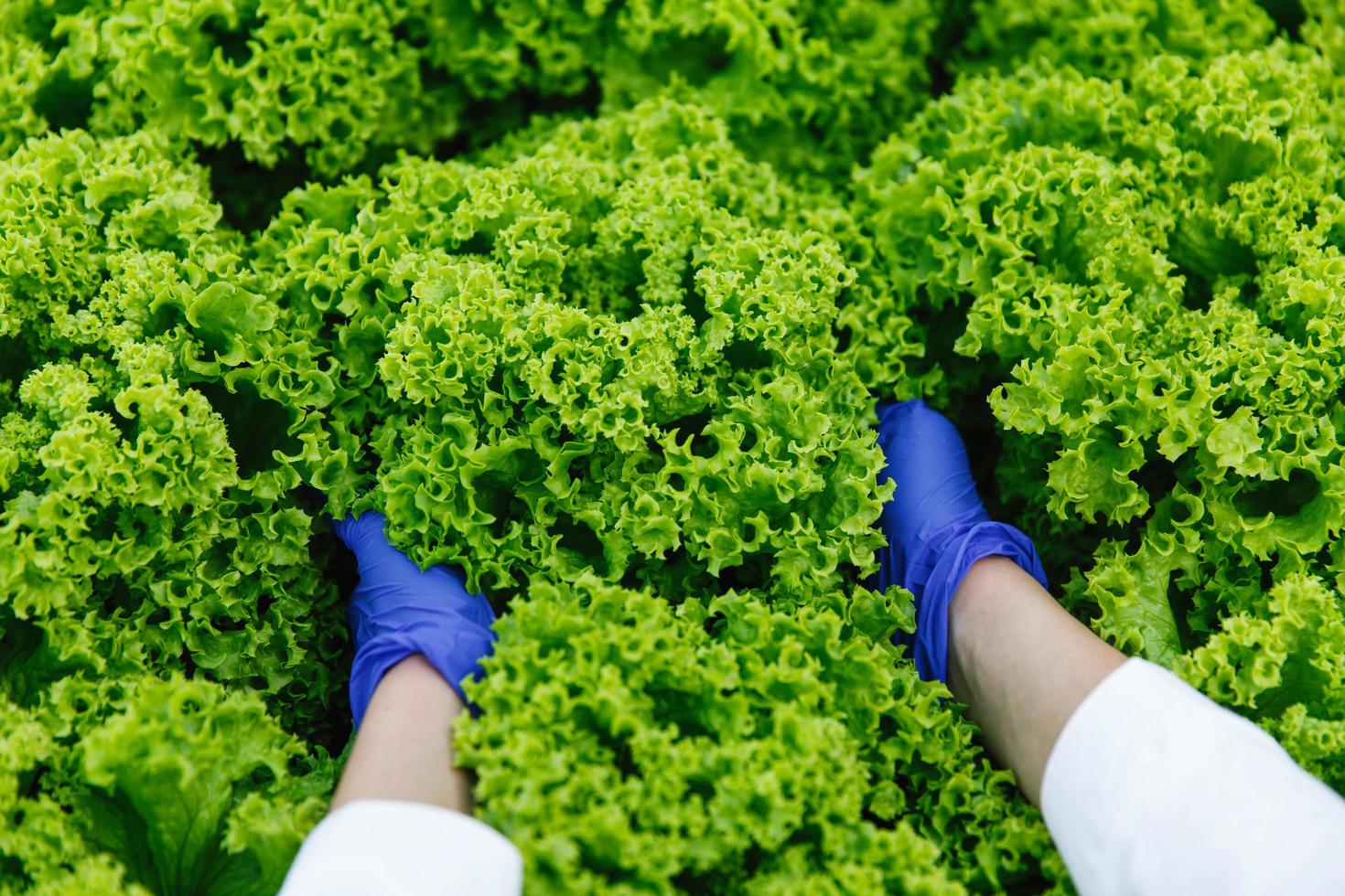 Frau in blauen Handschuhen hält grünen Salat in den Armen foto