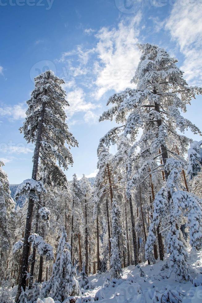 Bäume unter Schnee foto