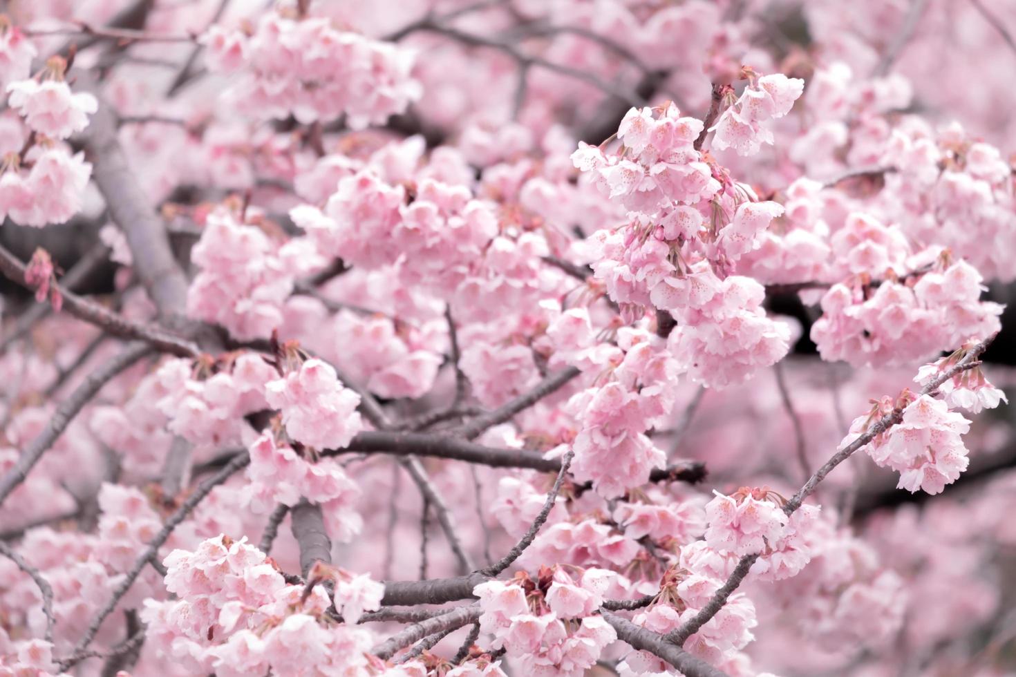 weiche Pastellfarbe, schöne Kirschblüte. frühlingshintergrund mit rosa sakura-blumen. foto