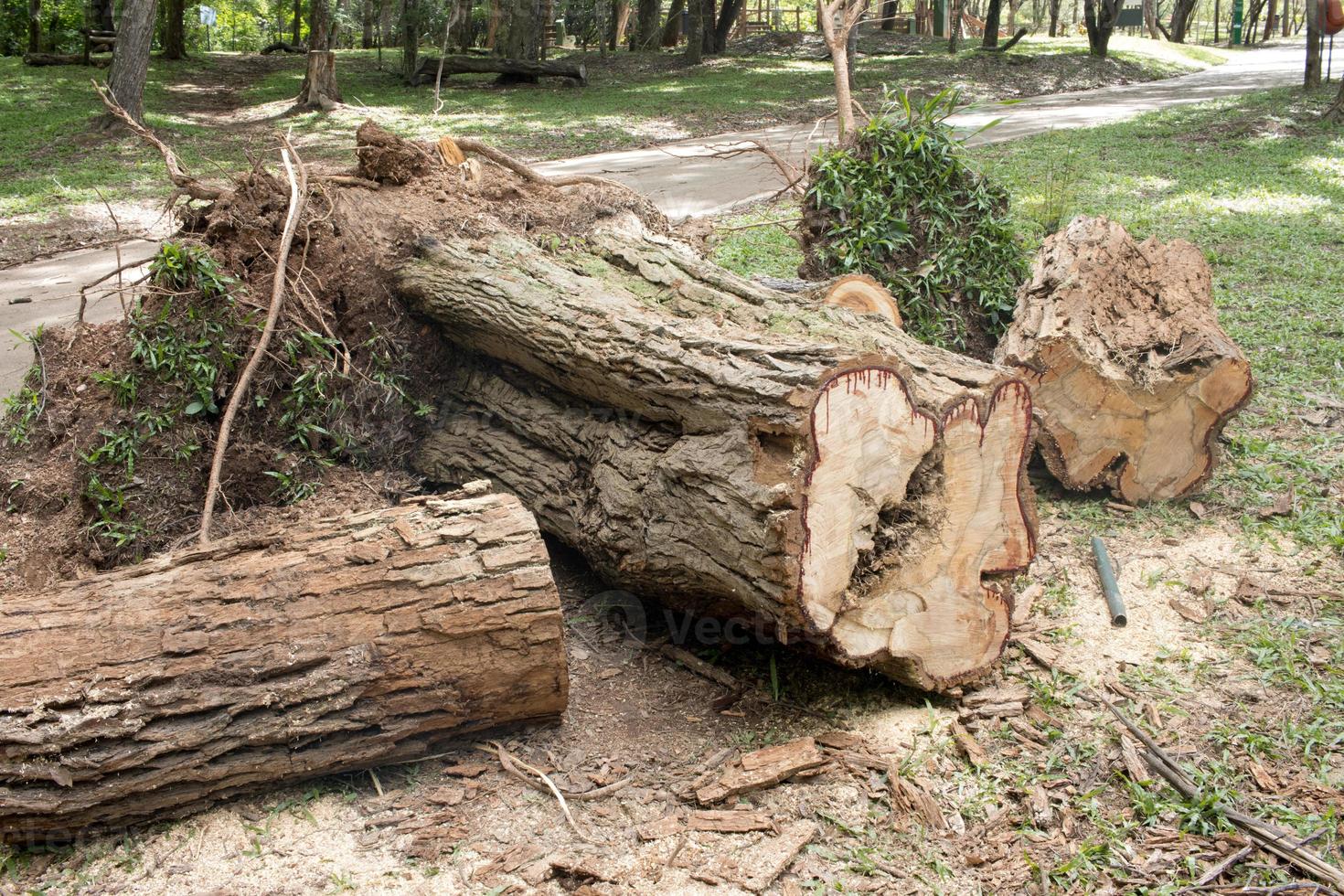 ein baum, der während eines sturms im olhos de agua park in brasilia entwurzelt und umgestürzt und zersägt wurde, um entfernt zu werden foto