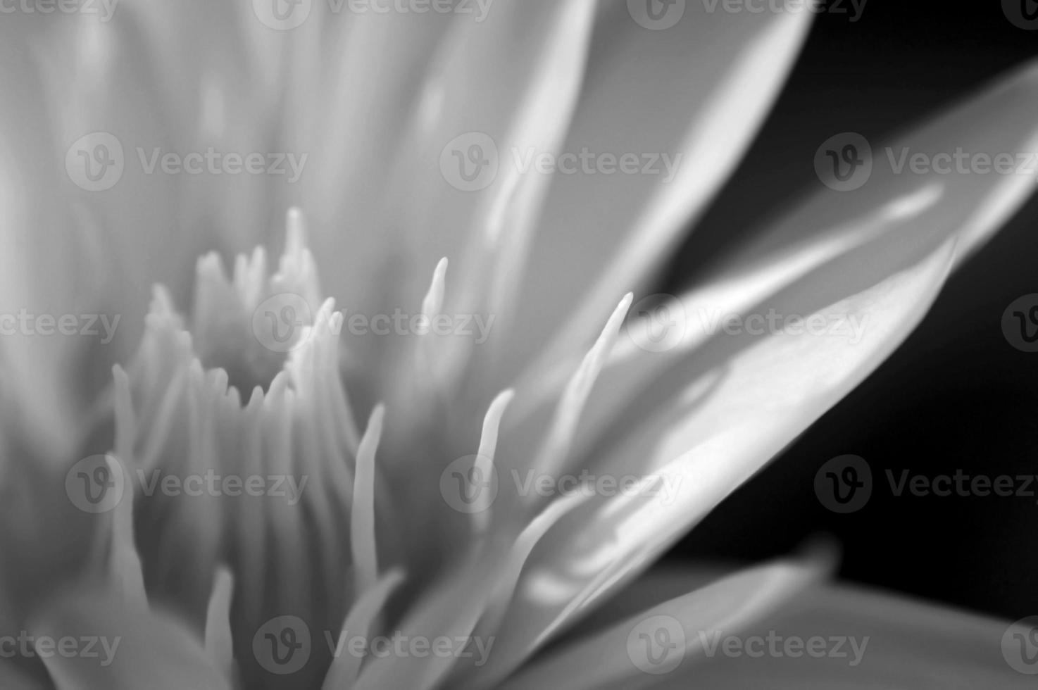 Weiße Seerose in grauer Farbe foto