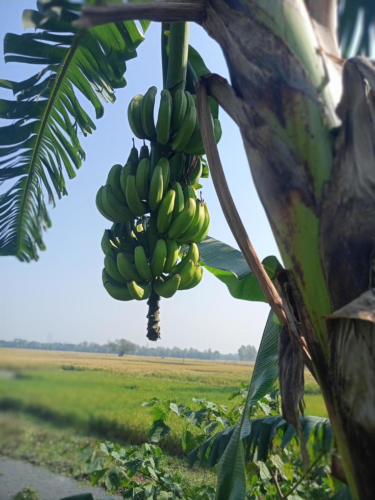 gros michel banane, tapete, schönheitsbanane, schönheitsnatur foto