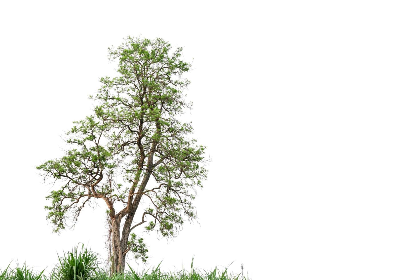 grüner Naturbaum lokalisiert auf weißem Hintergrund foto