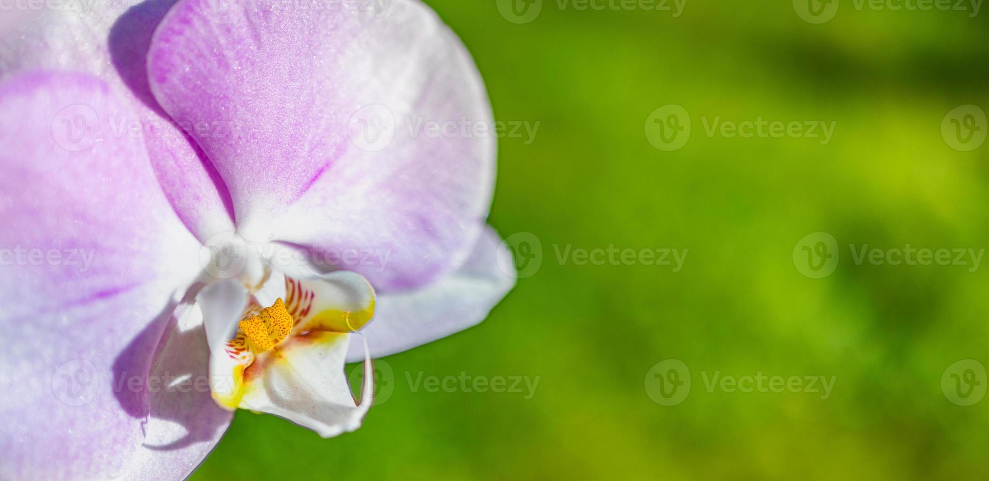 schöne lila Orchidee Phalaenopsis. Naturkonzept für Design. Platz für Ihren Text. selektiver Fokus verschwommenes grünes Laub. sonniges helles blühendes exotisches blumenhintergrundpanorama foto
