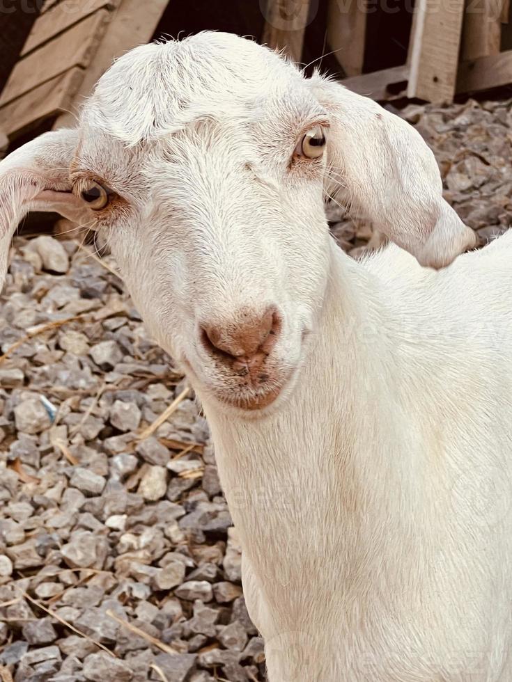 Eine Ziege sieht dich an und frisst ekelhaft foto